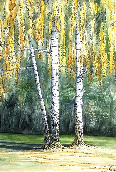 Silver Birches, watercolor by Ros
                            Yates