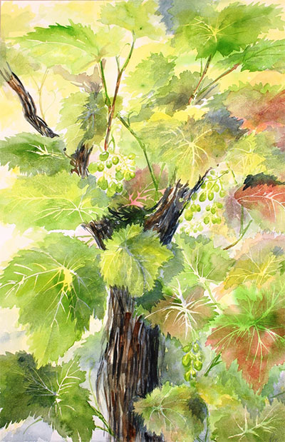 yellow leaves on tree, watercolor by
                              Ros Yates